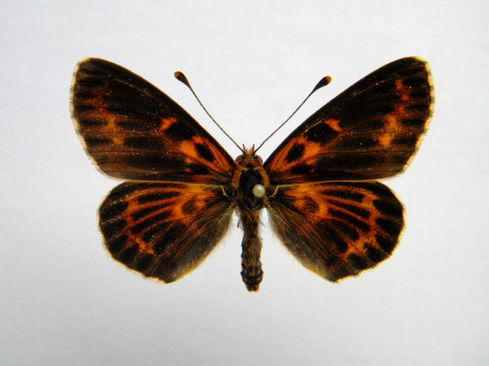 Melitaea didyma (cold shock abberant) 1 (Internet Image property of respective owner, non-commercial use only)